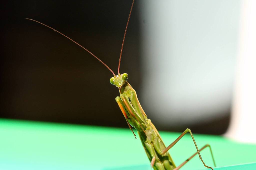 (Cyndi Brast/contributed photo)