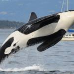 K25 (Ken Balcomb, Center for Whale Research/contributed photo)