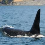 L84 (Dave Ellifrit, Center for Whale Research/contributed photo)