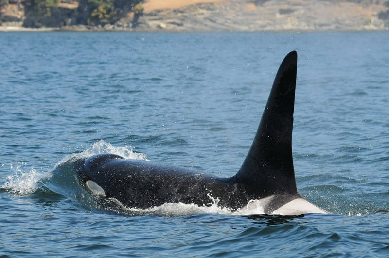 L84 (Dave Ellifrit, Center for Whale Research/contributed photo)