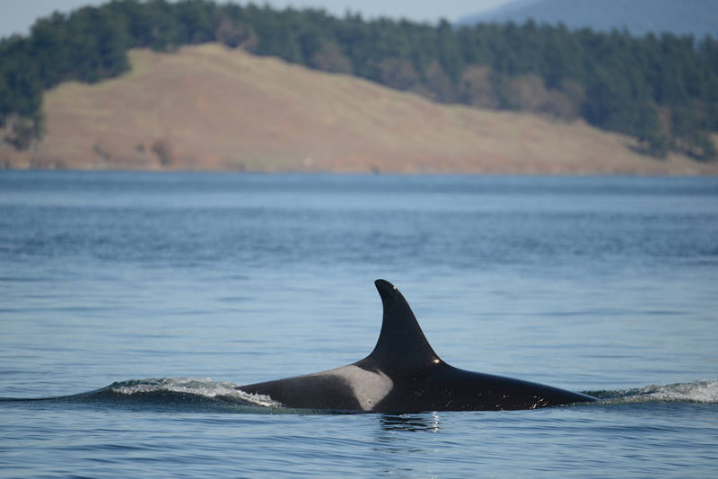 J17 (Ken Balcomb, Center for Whale Research/contributed photo)