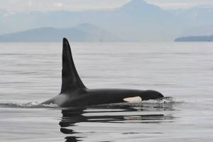 Dave Ellifrit, Center for Whale Research/contributed photo                                Mega, L41, was last seen by the Center for Whale Research on Aug. 11, 2019.
