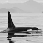 L41, a prominent Southern resident killer whale, missing