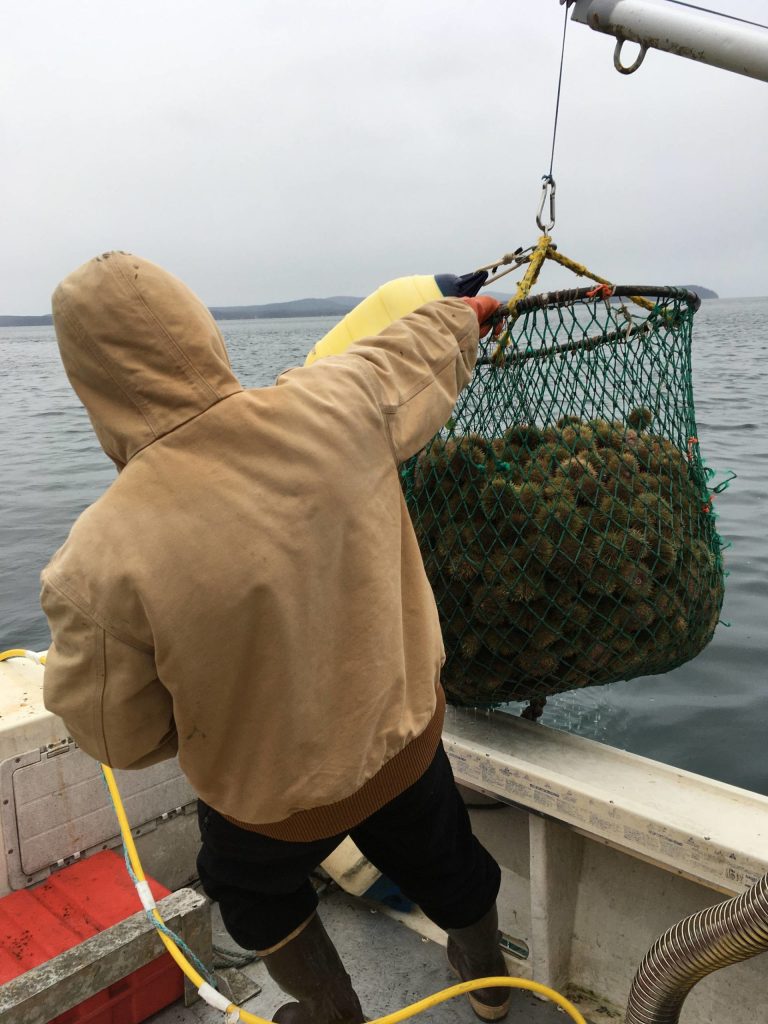 A deep dive into the San Juan Islands urchin fishery