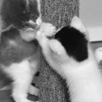 Last feral cat on Lopez finds a home