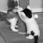 Contributed photo                                Two kittens play on a cat tree at Lopez Animal Protection Society.
