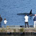 Puget Sound whale sightings in COVID-19 times