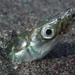 Pacific sand lance. (Mandy Lindeberg, NOAA/NMFS/AKFSC)