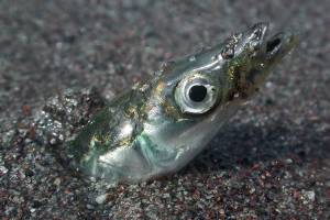 Good news — new forage fish spawning beaches found
