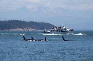 A reminder that the Southern resident orcas are still struggling