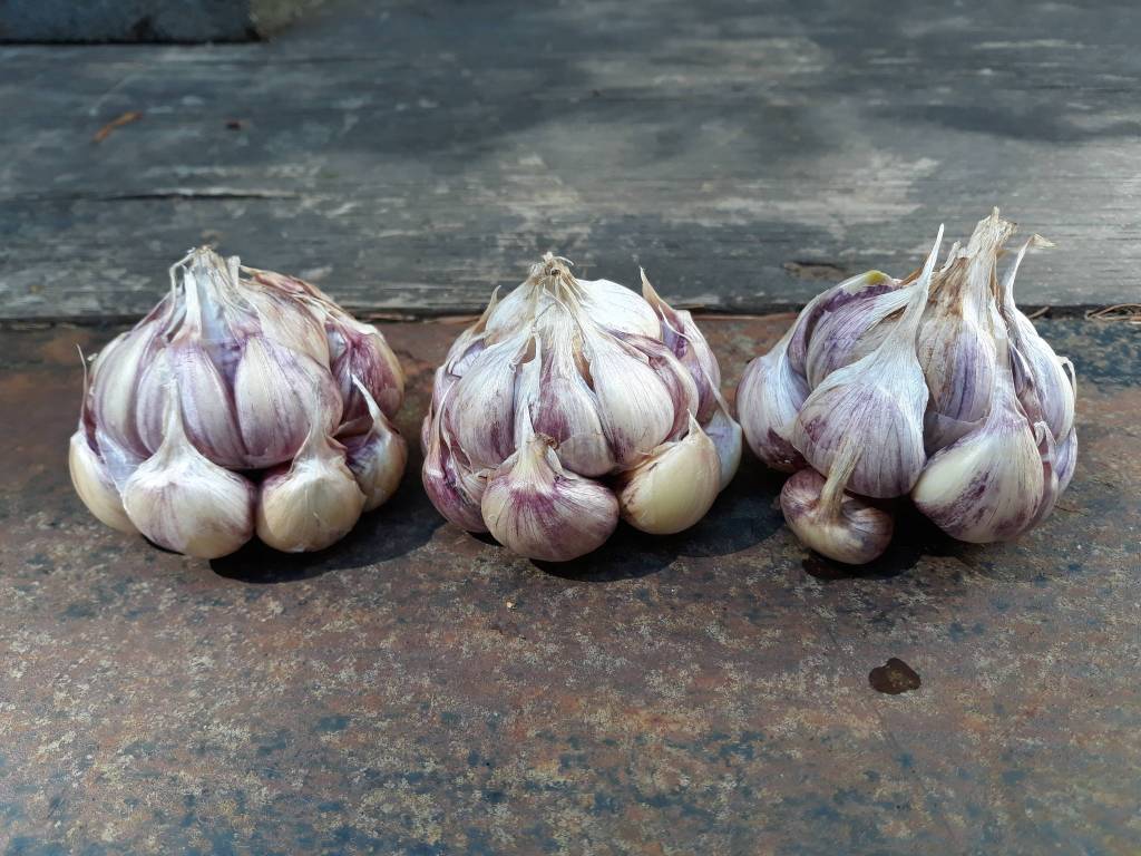 4-H’ers live up to “Learn by Doing” slogan at first ever virtual Fair