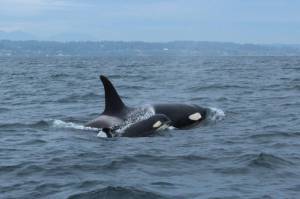 J56 and J3 (Researcher Mark Sears permit #21348/contributed photo)