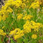 2020 noxious weed disposal fund ends early