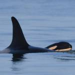 J35 and J57 (Katie Jones/ Contributed photo, Center for Whale Research. Permit #21238)