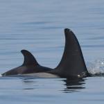New calf, J57, with mom, J35 (Katie Jones/ Contributed photo Center for Whale Research. Permit #21238.)