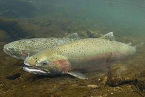 Steelhead. (NOAA Fisheries photo)