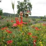 The Salish Seeds Project Fall Native Wildflower Sale