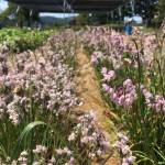 The Salish Seeds Project Fall Native Wildflower Sale