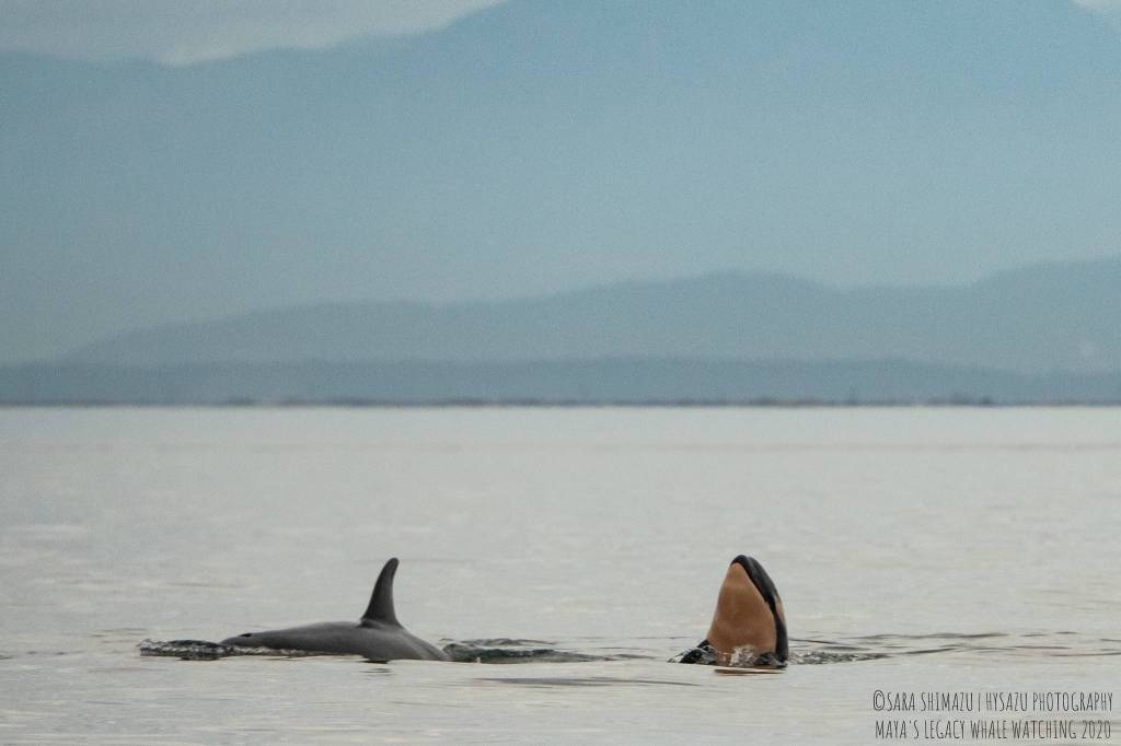 Photograph of J57. (Sara Hysong-Shimazu, Mayas Legacy and the Pacific Whale Watch Association/contributed photo)