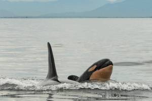 Photograph of J57. (Sara Hysong-Shimazu, Mayas Legacy and the Pacific Whale Watch Association/contributed photo)