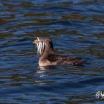 (Phil Green Photography/contributed photo)