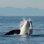 Center for Whale Research/Contributed photo
An orca hunting salmon.
