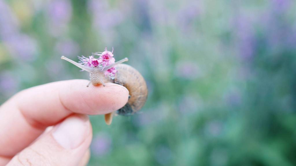 A snail from one of Brittany's videos.