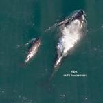 Aerial photo of L125 with mother L86. (John Durban and Holly Fernbach, SR3/Contributed photo)
