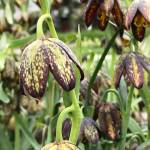 The San Juan County Land Bank/Contributed photo
Fritillaria affinis.