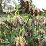 Paul and Helen Huber/contributed photo
A sleek and handsome Otto, five days after his rescue.