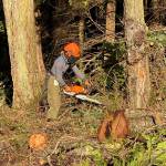 A worker uses a chainsaw to cut woody debris into smaller pieces. (Contributed photo)
