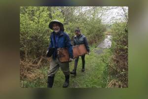 A San Juan County Land Bank team tackled Lopezs Weeks Wetland Preserve for the Great Islands Cleanup and removed over 400 pounds (!!) of wood debris: plywood, pressure-treated lumber and creosote. Larger creosote was tagged for removal by DNR crews. Small plastics were also collected. (Contributed photo)