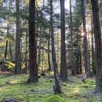 Rainshadow Consulting photo