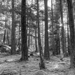 (Rainshadow Consulting photo)