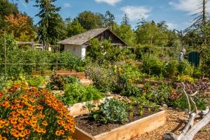 Contributed photo/Lopez Island's community garden.