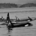 NOAA Fisheries West Coast licensed under CC BY-ND 2.0 Image obtained under NMFS permit 1909