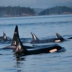 NOAA Fisheries West Coast licensed under CC BY-ND 2.0 Image obtained under NMFS permit 1909
NOAA Fisheries West Coast licensed under CC BY-ND 2.0 Image obtained under NMFS permit 1909