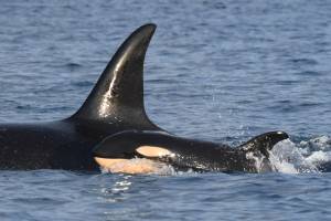 The Center for Whale Research/Contributed photo
Mother J37 with baby J59.