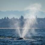 Contributed by Orca Network, photo by Janine Harles Gray
CRC22, Earhart