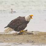 Contributed photo
Eagle on Salmon, Harrison River.