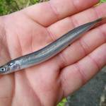 Russel Barsh/Contributed photo
Pacific Sand Lance.