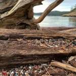 Contributed photo by Friends of the San Juans
After the king tide, a lot of microplastics are brought further up into the beach and deposited into nearshore vegetation. You may have noticed an increase in litter along our beachesplease help pick up this litter when you get the chance!