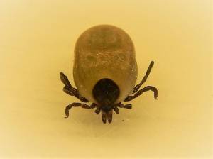 Contributed photo by Russel Barsh
Tick found at West Sound on Orcas.