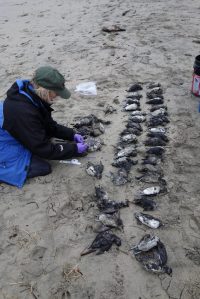Contributed photo by COASST
A COASST volunteer surveys a days collection of seabirds.