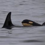 Contributed photo by Howie Tom
L pod off of Tofino, British Columbia.