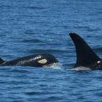 Contributed photo by The Center for Whale Research
L94 and her new calf L127