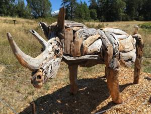 Contributed photo
Woodrow by Joe Treat