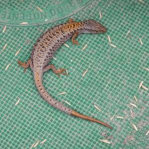 Contributed photo by Russel Barsh for Kwiaht.
An Alligator Lizard basking on a sewer cover on Main Street, Eastsound; note the regrown tail.
