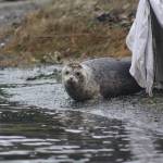 Heather Spaulding/staff photo
A seal looks around first before entering the water.