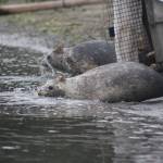 Heather Spaulding \ staff photo
A pup leaves its cage for the sea.